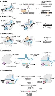 Prime Editing: Genome Editing for Rare Genetic Diseases Without Double-Strand Breaks or Donor DNA